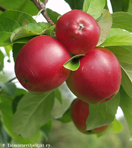 Malus domestica 'Heta', tarhaomenapuu